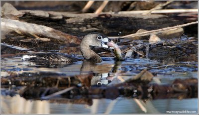 Pied-billed Grebe with a Perch 6
