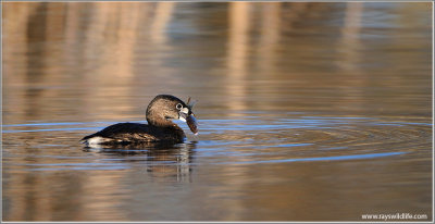 Pied-billed Grebe with Dinner 7