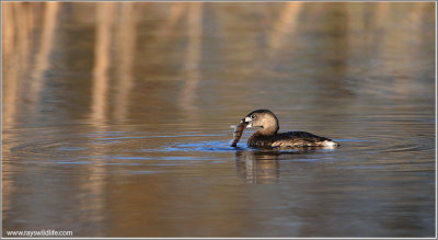 Pied-billed Grebe with Dinner 8