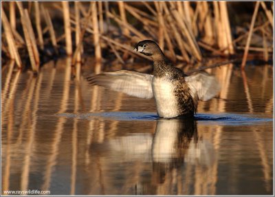 Pied-billed Grebe doing a Stretch 10