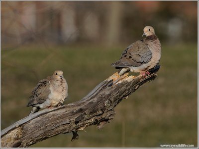 Doves warming in the Sun