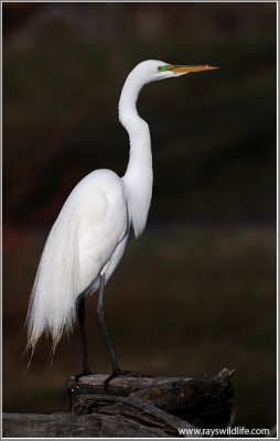 Great White Egret Hunting 49