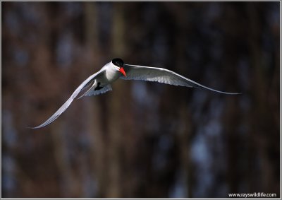 Caspian Tern  Hunting