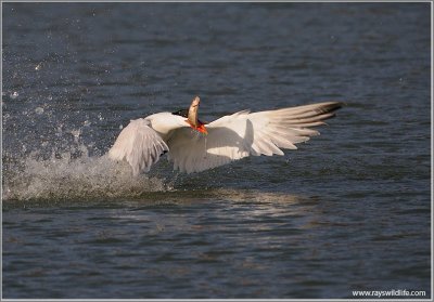 Caspian Tern with Dinner