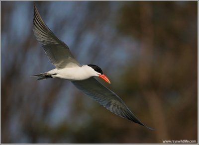 Caspian Tern  Hunting