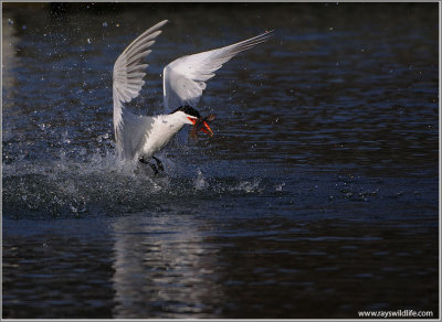 Caspian Tern with Catch