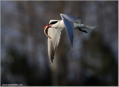 Caspian Tern with Speared Dinner