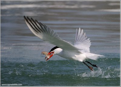 Caspian Tern snags one!