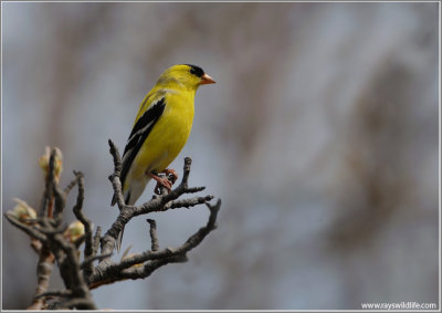 American Goldfinch 17