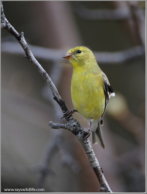 American Goldfinch 18