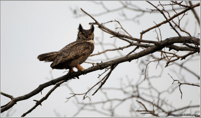Great Horned Owl hunting 6