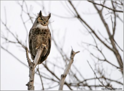 Great Horned Owl 9