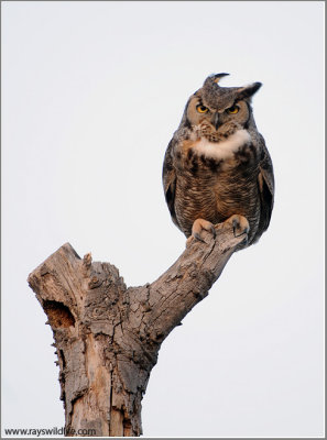 Great Horned Owl in a Breeze 10