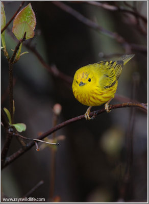 Yellow Warbler 15