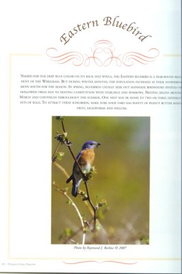 Wiregrass Living Magazine - Eastern Bluebird