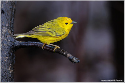 Yellow Warbler 16