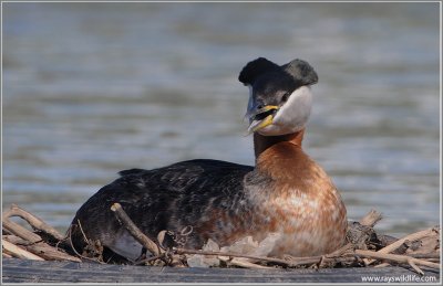 Red-necked Grebe 45