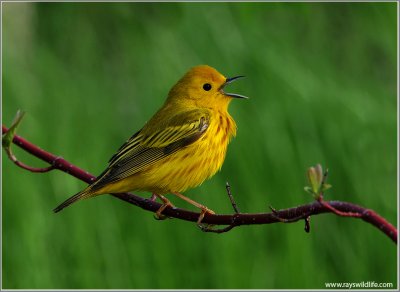 Yellow Warbler Singing 21