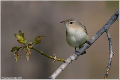 Warbling Vireo 14