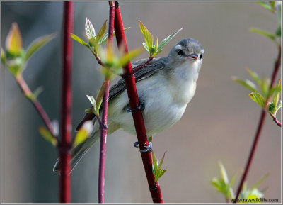 Warbling Vireo 18