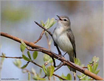 Warbling Vireo 21