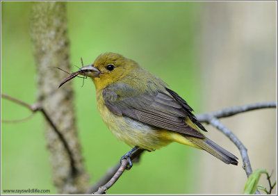 Scarlet Tanager with Breakfast 1