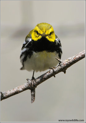 Black-throated Green Warbler 1