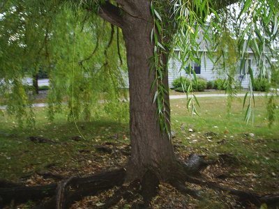 Weeping Willow with style