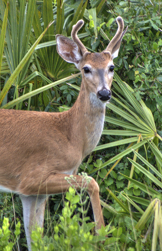 Young Buck