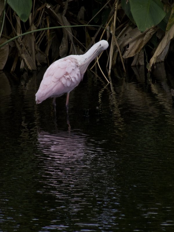 SpoonBill3.psd