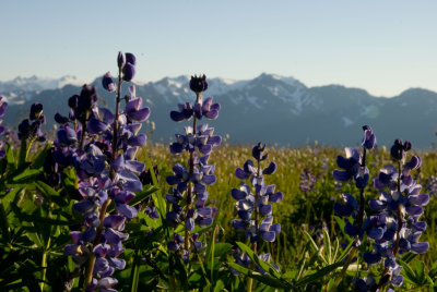 Olympic National Park