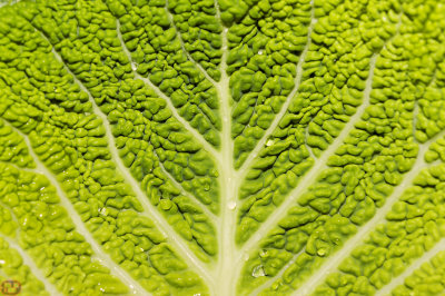 vegetaux