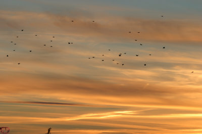 Sunset squadron