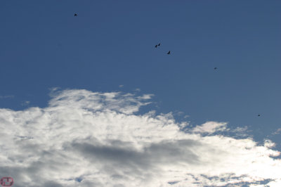 Afternoon squadron