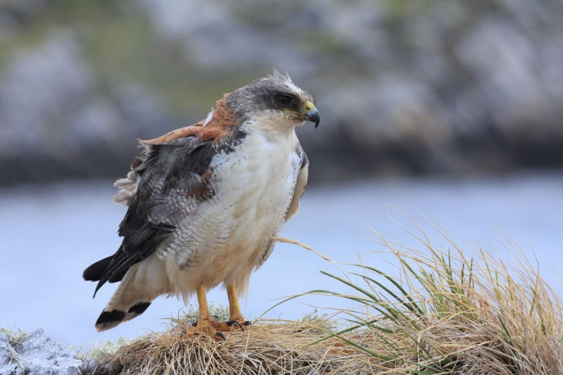 Red-backed Hawk, female