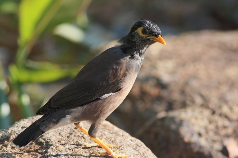 Common Myna