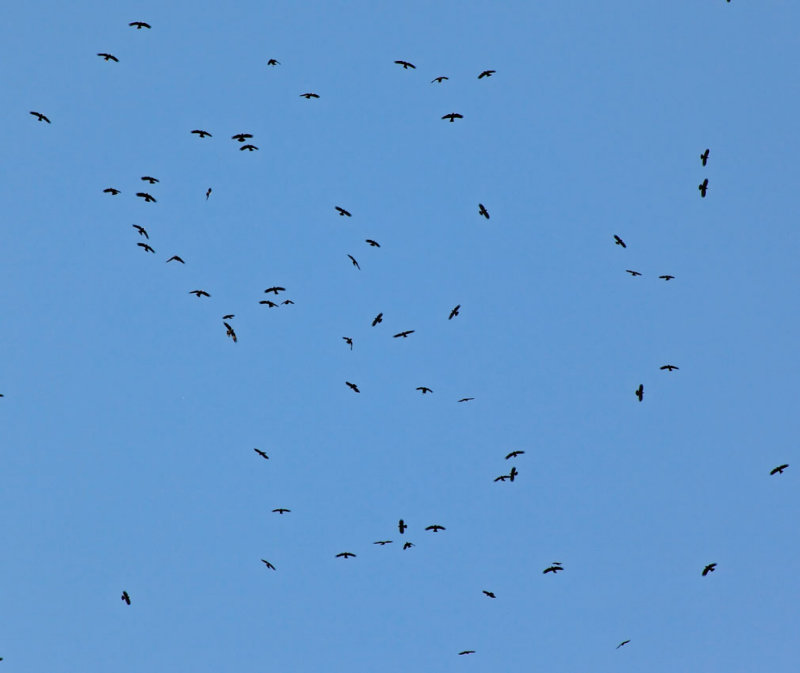 Red-billed Choughs