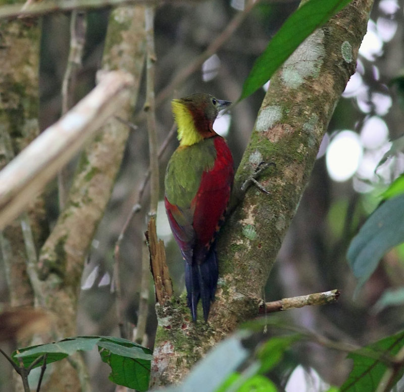 Checker-throated Woodpecker