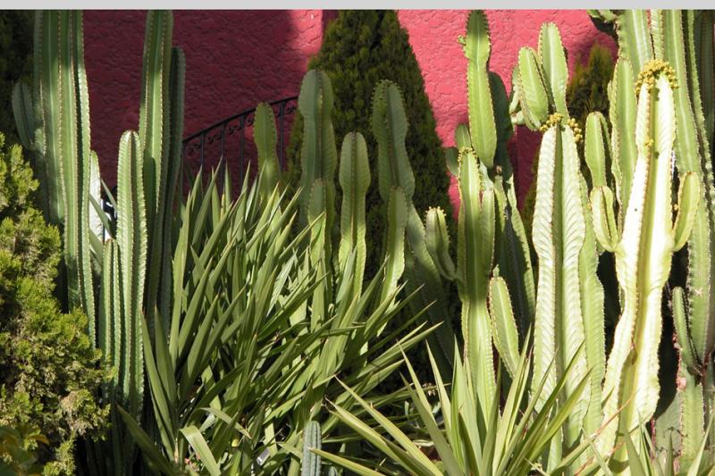 Cacti at Sol de Mayo