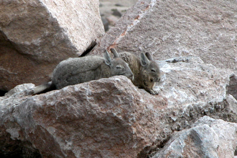 Vizcacha conserving energy at 5,000m