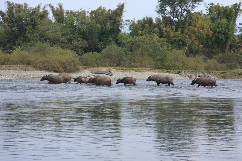 Buffalo crossing