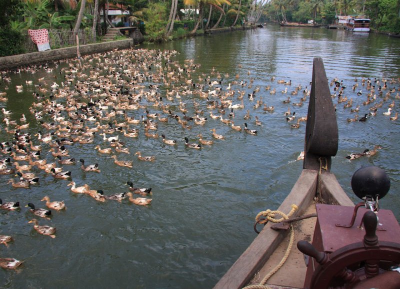 Duck farm