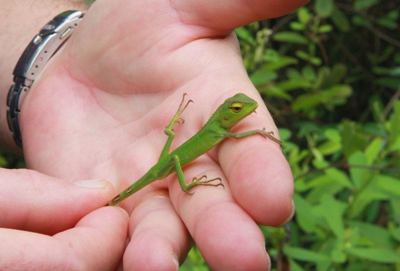 Beautiful green lizard