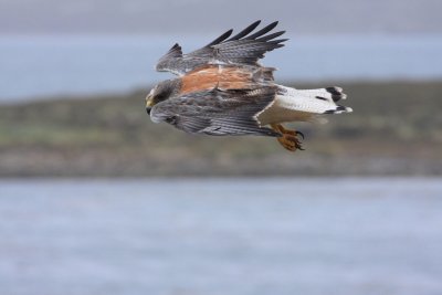 Red-backed Hawk, female