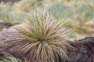 Tussock grass