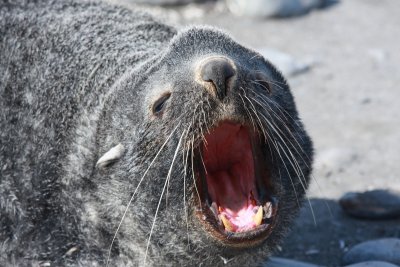 Young male Fur Seal