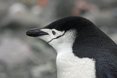 Chinstrap Penguin