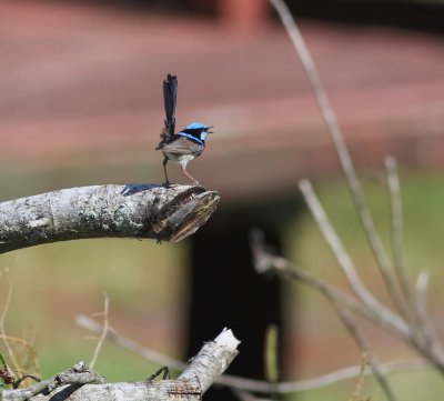 Blue Wren, male