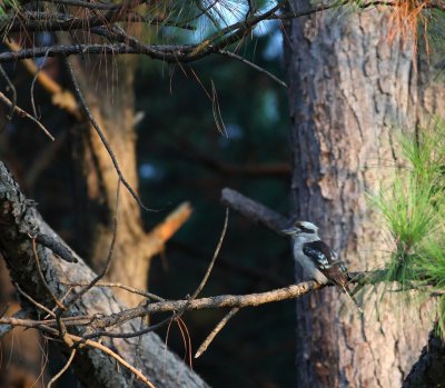 Laughing Kookaburra at sunset