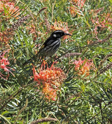 New Holland Honey-eater